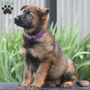 Mary, German Shepherd Puppy